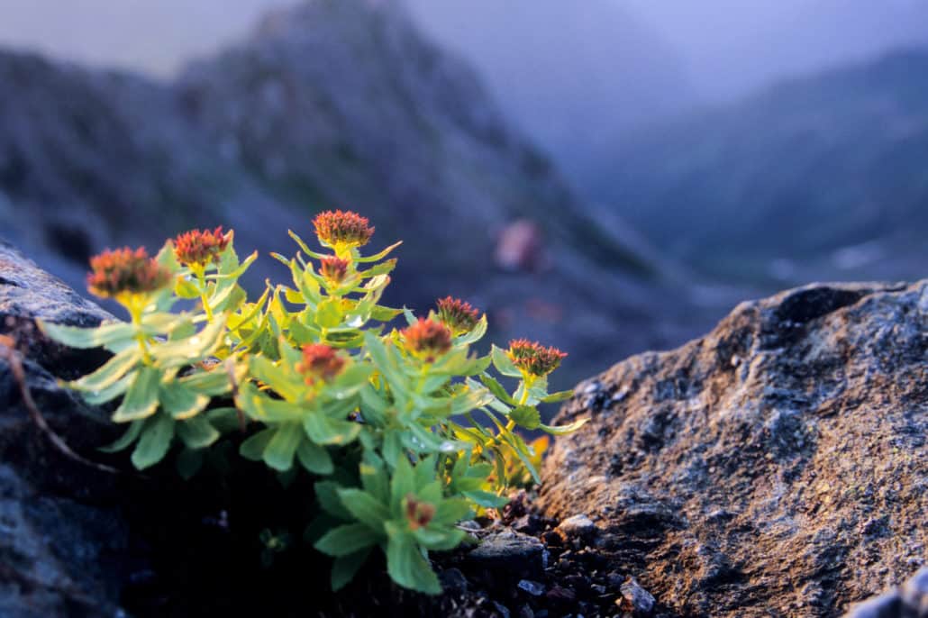 Rhodiola rosea or Golden Root from northern botanical traditions