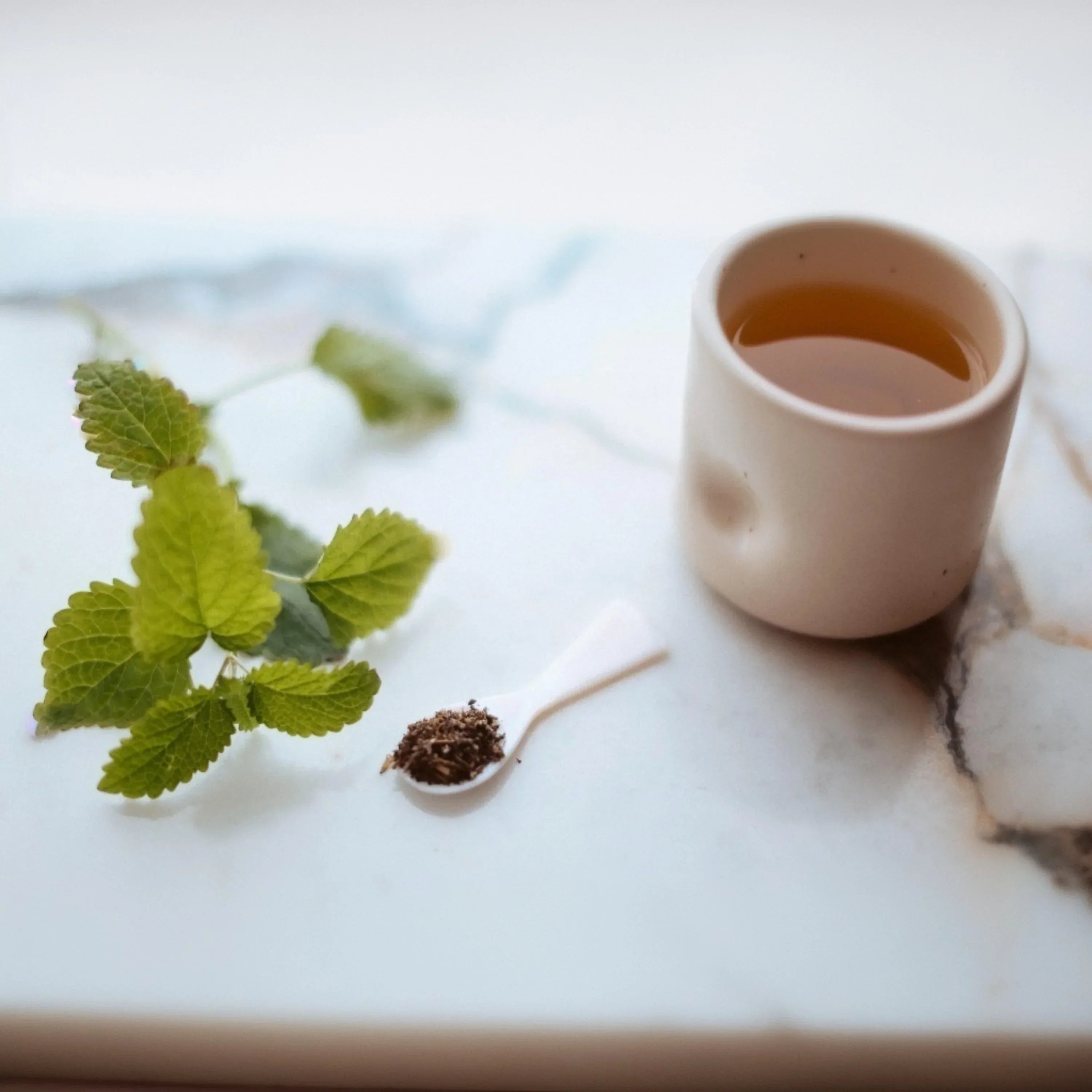 Lemon balm leaves associated with traditional calming teas and gardens