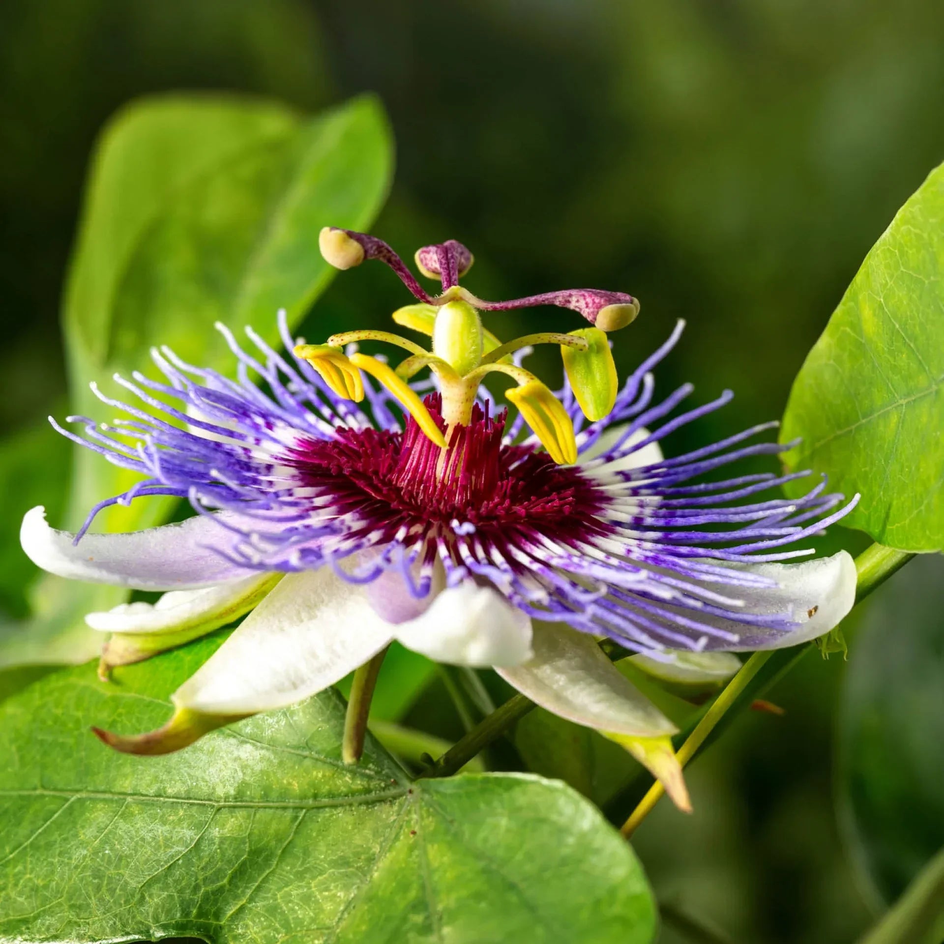 Passionflower bloom associated with sacred symbolism and evening calm