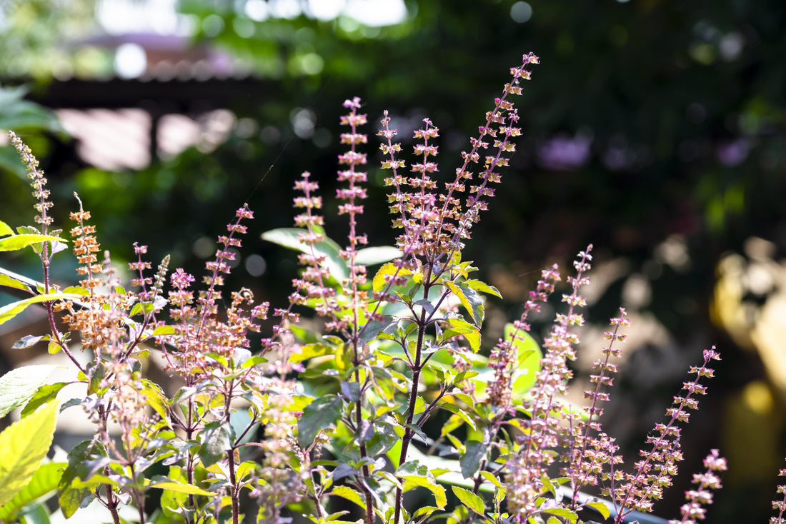 Holy Basil or Tulsi leaves associated with Ayurvedic daily ritual