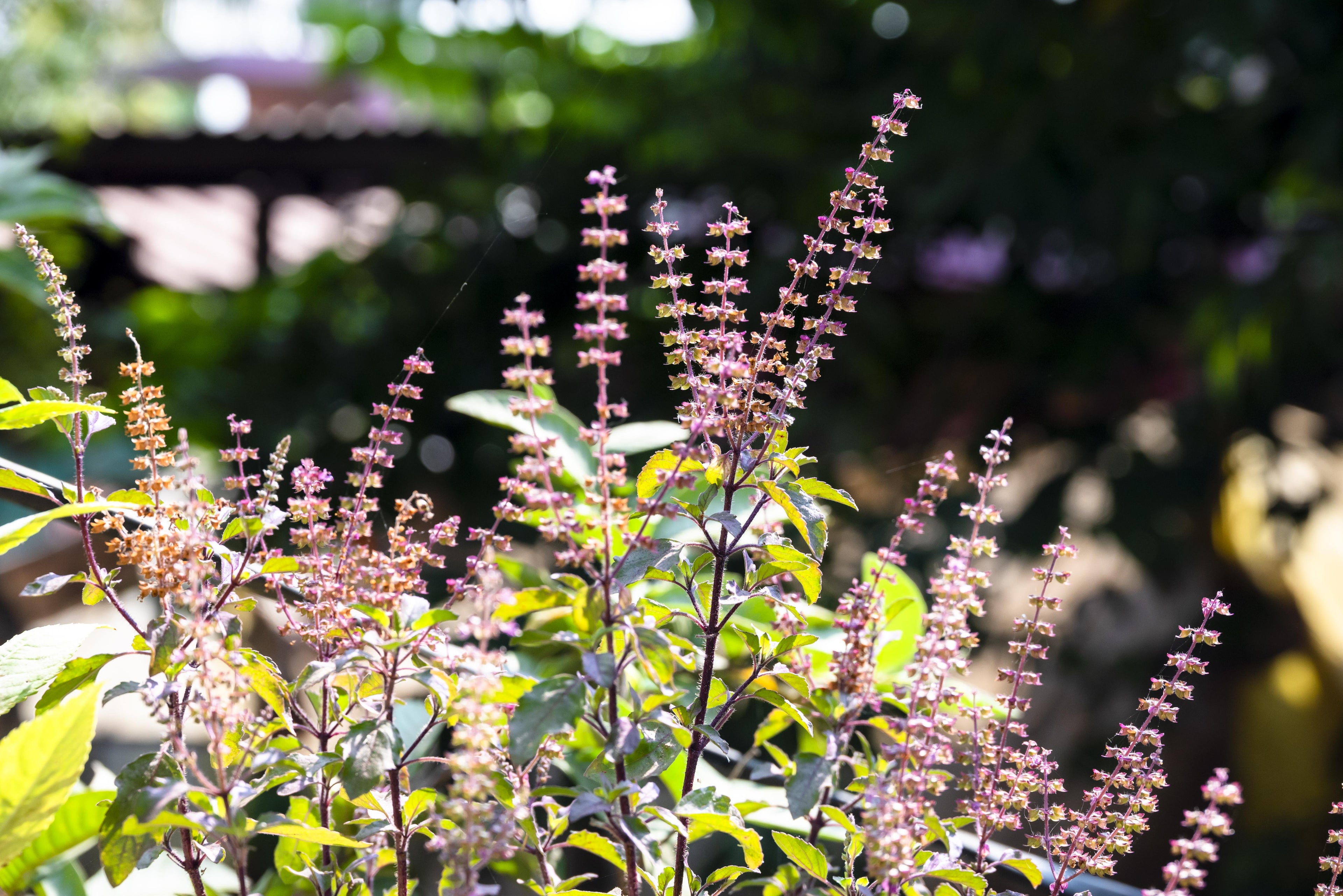 Holy Basil or Tulsi leaves associated with Ayurvedic daily ritual