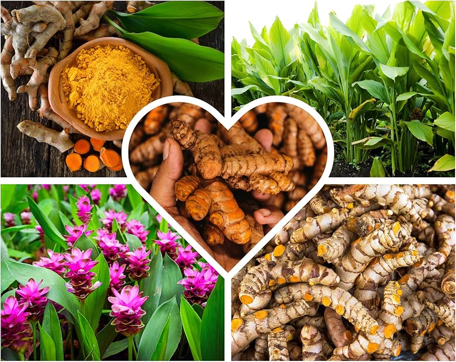 Turmeric root and golden powder used in South Asian food and sacred ritual