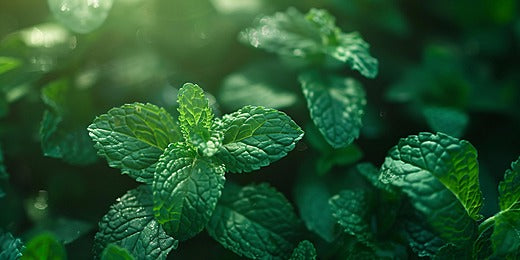 Fresh peppermint leaves associated with cooling aroma and digestive traditions
