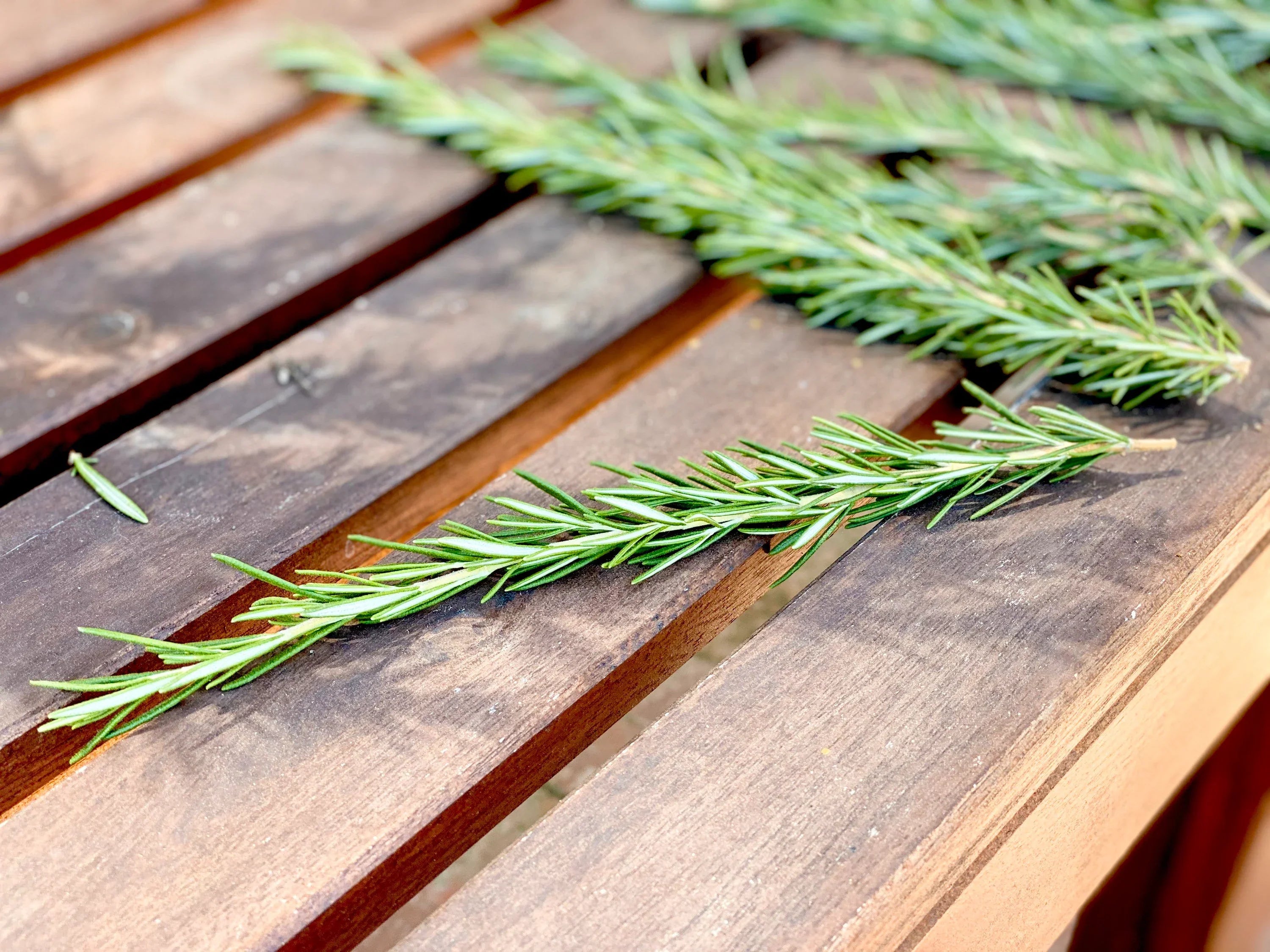 Rosemary sprigs symbolizing remembrance, clarity, and Mediterranean tradition