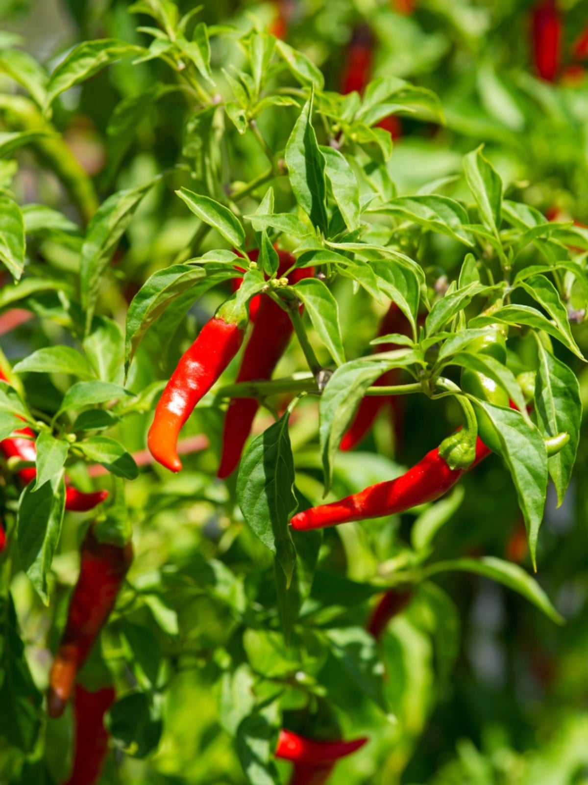 Cayenne peppers representing warming culinary and Indigenous traditions